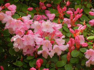 Rhododendron williamsianumRhododendron williamsianum
