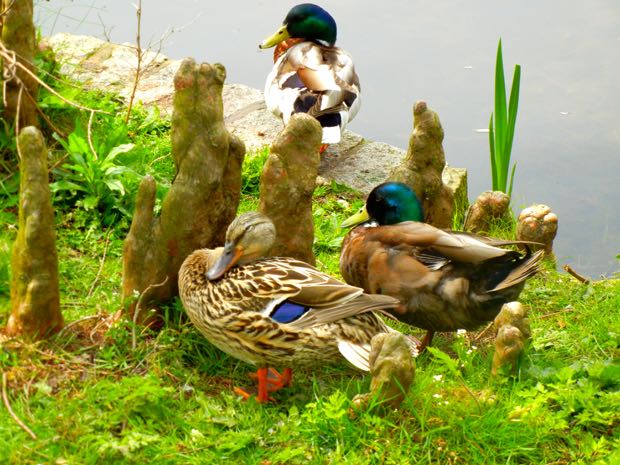 Ducks by the pond