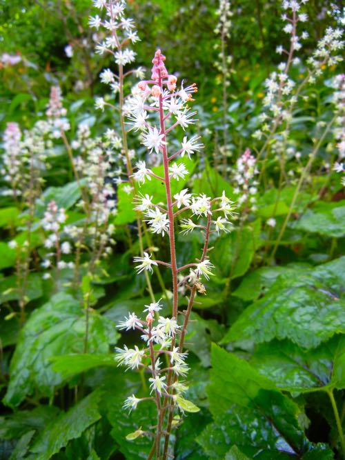 Tiarella-wheriyi-2486 | Online Flower Garden Tiarella wherryi