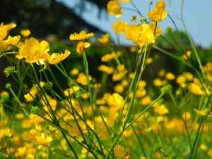 Ranunculus Lanuginosus Yellow Flowers