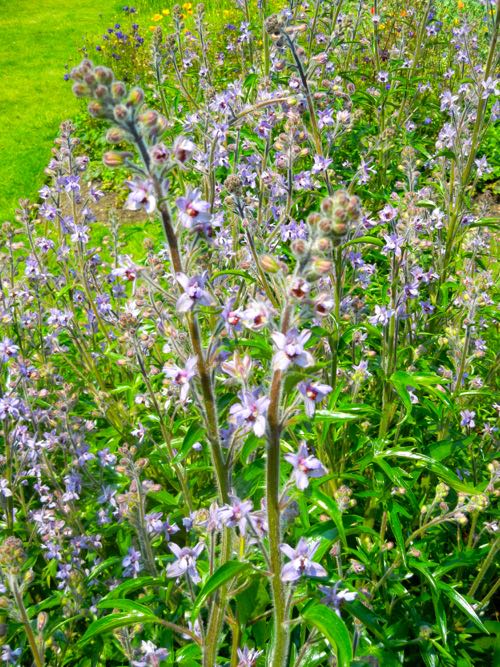 Delphinium-requienii-2508 | Online Flower Garden Delphinium requienii