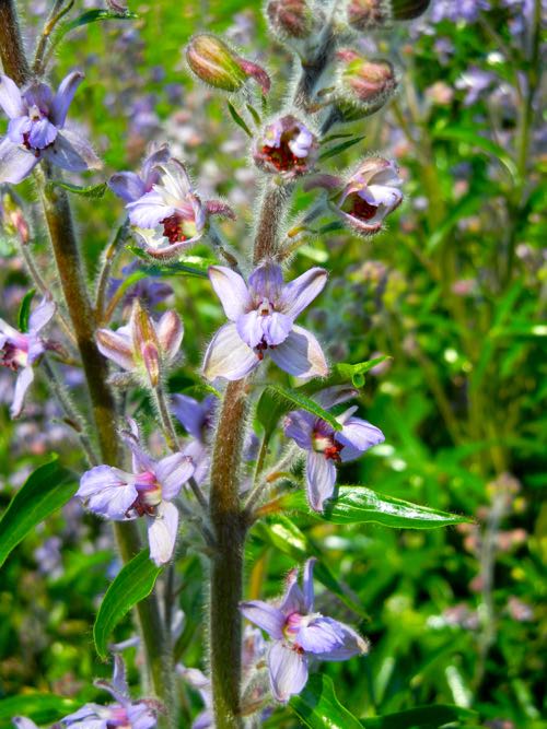 Delphinium-requienii-2509 | Online Flower Garden Delphinium Requienii closeup