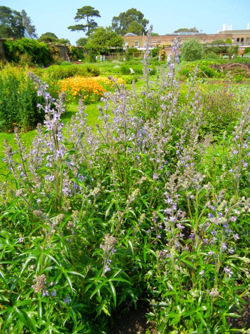 Delphinium-requienii-2511 | Online Flower Garden Delphinium Requienii at Kew Gardens