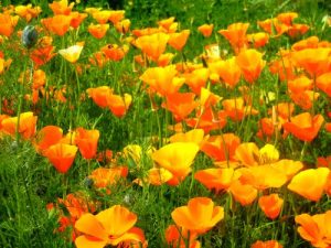 Eschscholzia Californica, California Poppy