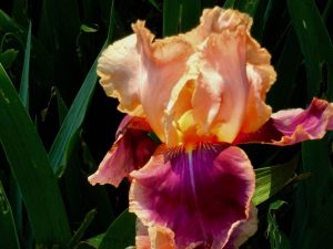 Iris 'Trillion' | Online Flower Garden