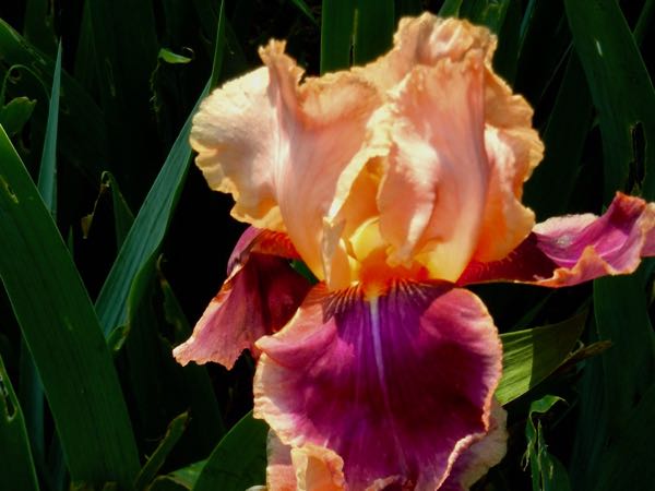 Iris 'Trillion'