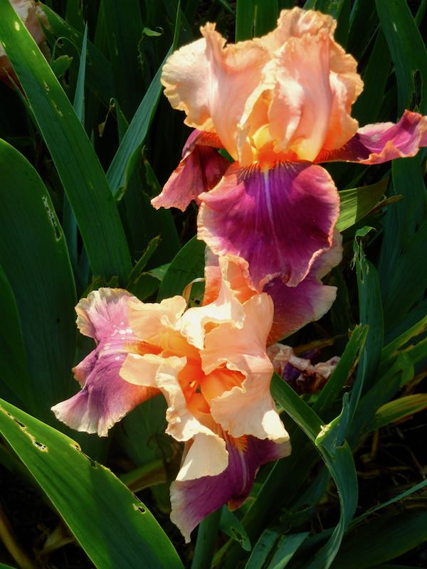 Iris 'Trillion'