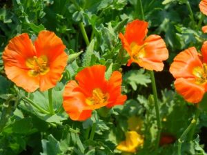 Papaver Dubium | Online Flower Garden