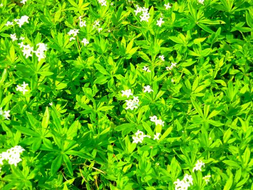 Woodruff or Asperula odorata