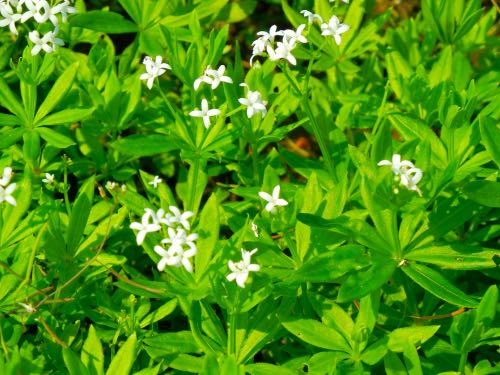 Woodruff or Asperula odorata
