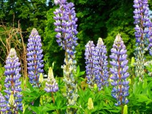 Lupine, Lupinus polyphyllus | Online Flower Garden