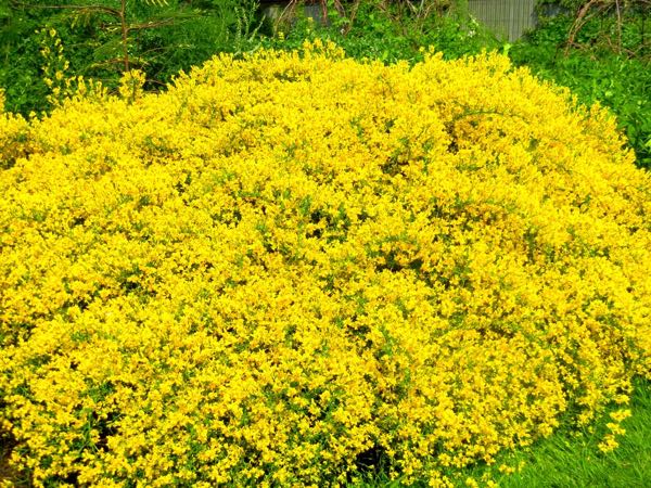 Genista-pilosa-2550 | Online Flower Garden Genista pilosa