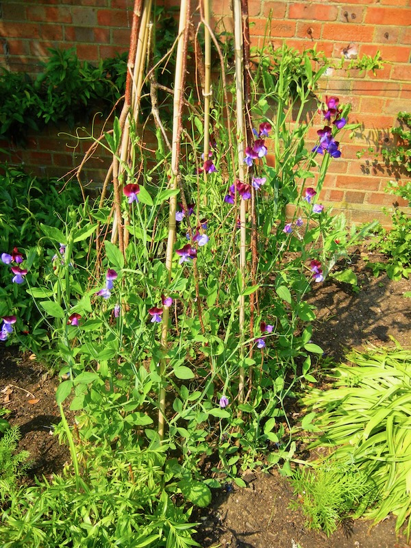  | Online Flower Garden