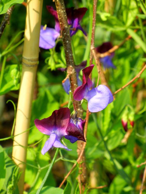 Lathyrus odoratus