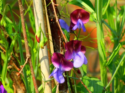 Lathyrus odoratus Sweet Pea