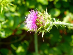 Silybum marianum | Online Flower Garden