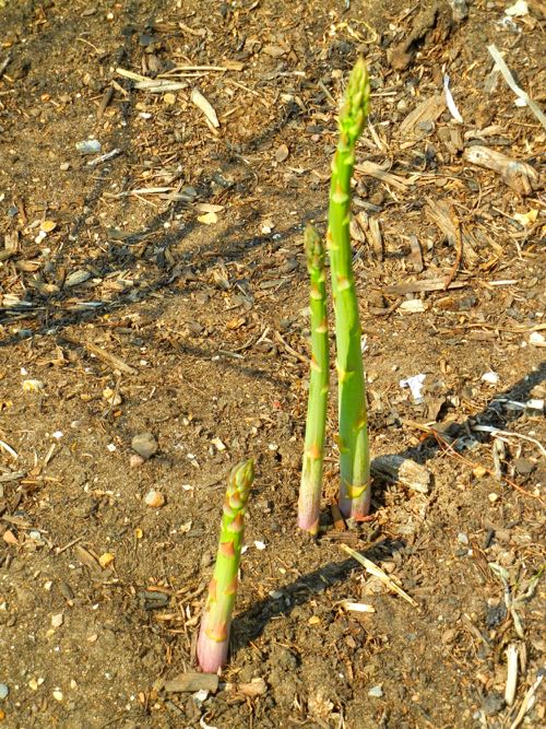 Asparagus, Gijnlim