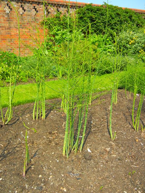 Asparagus, Gijnlim