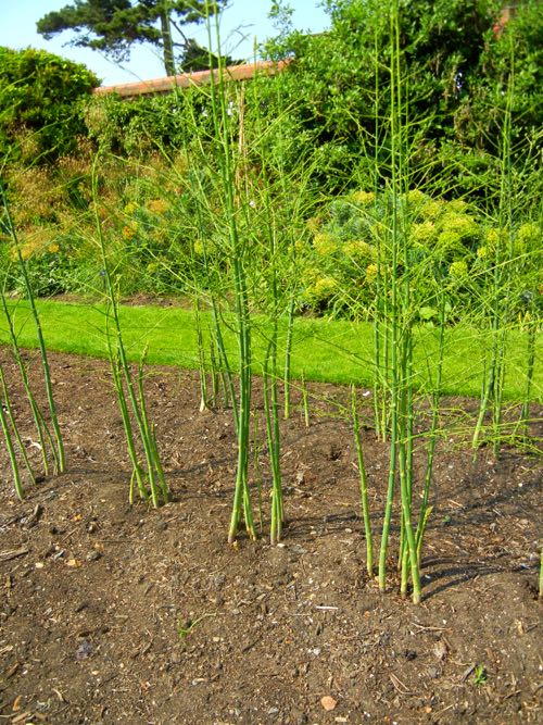 Asparagus, Gijnlim