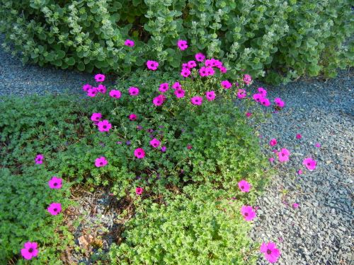 Geranium cinereum