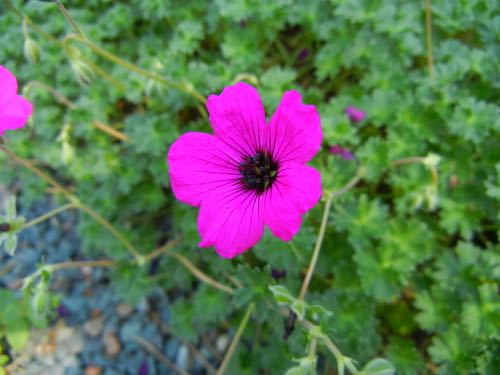 Geranium cinereum