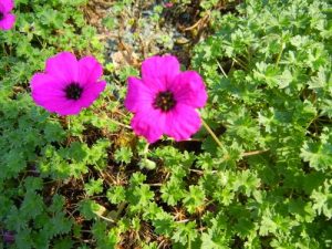 Geranium cinereum