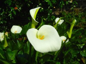 zantadeschia-2576 | Online Flower Garden Zantedeschia, Calla Lily, Arum Lily | Online Flower Garden
