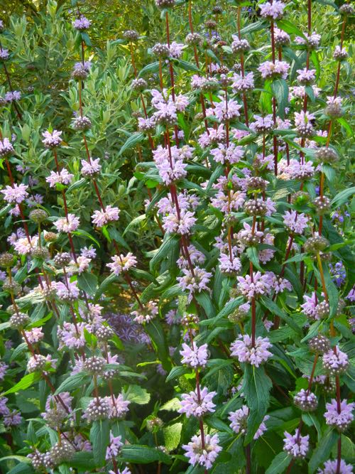 phlomis-tuberosa-2578 | Online Flower Garden Phlomis tuberosa 'Amazone'