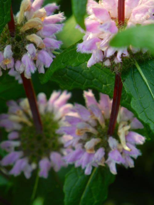 phlomis-tuberosa-2579 | Online Flower Garden Phlomis tuberosa 'Amazone'
