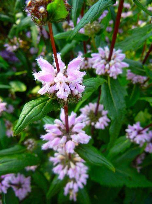 phlomis-tuberosa-2580 | Online Flower Garden Phlomis Tuberosa Amazone