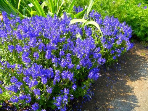 Veronica-teucrium-Roya-Blue-2590 | Online Flower Garden Veronica teucrium 'Royal Blue'