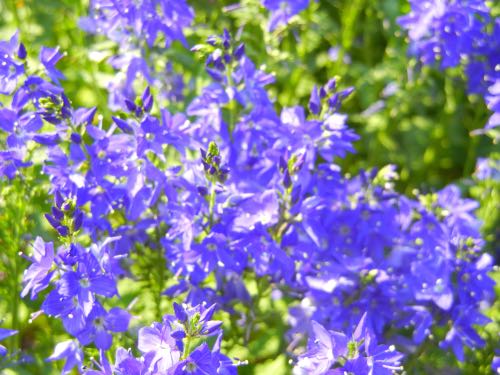 veronica-2591 | Online Flower Garden Veronica teucrium