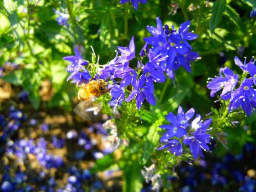 veronica-2592 | Online Flower Garden Veronica teucrium Royal Blue Kew Garden