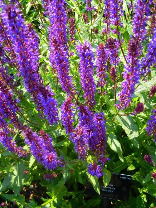 Salvia nemorosa, Purple