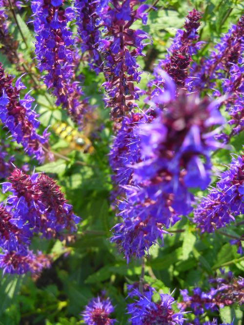 Salvia nemorosa, Wesuwe