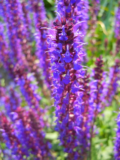 Salvia nemorosa 'Wesuwe'