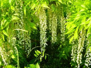 Wisteria Alba