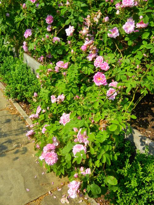 DSCN2605 | Online Flower Garden Rosa Damascena or Damask Rose
