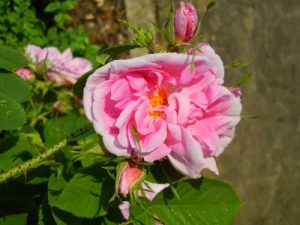 Rosa Damascena or Damask Rose