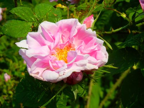 DSCN2607 | Online Flower Garden Rosa Damascena or Damask Rose