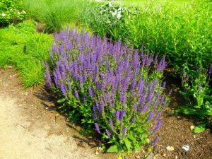 Salvia Sylvestris, Mainacht