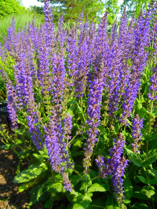 DSCNSalvia-sylvestris-Mainacht- | Online Flower Garden Salvia sylvestris 'Mainacht'