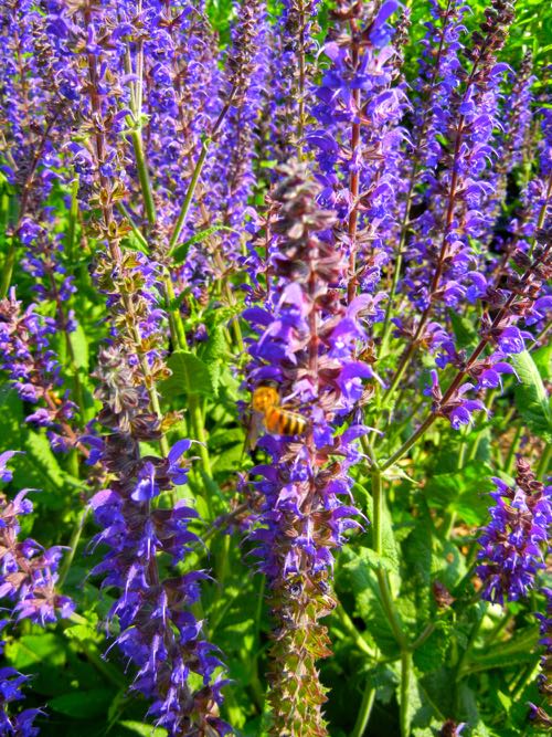 Salvia-sylvestris-Mainacht-2613 | Online Flower Garden Salvia sylvestris 'Mainacht'