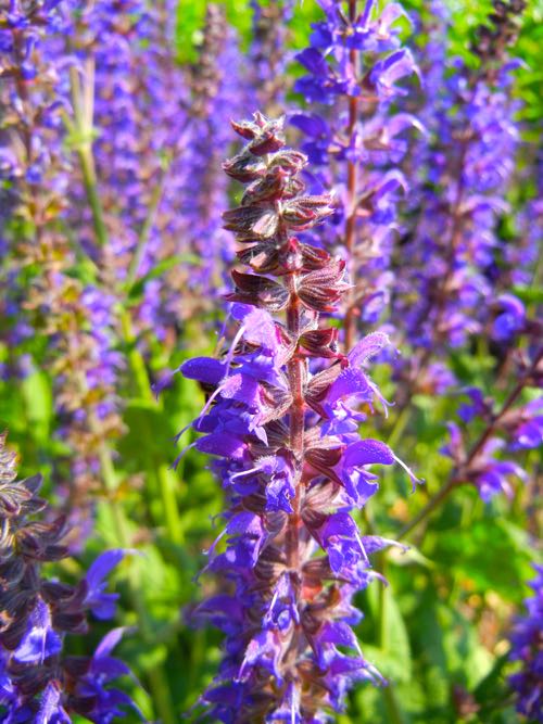 DSCN2614 | Online Flower Garden Salvia sylvestris 'Mainacht' or Sage