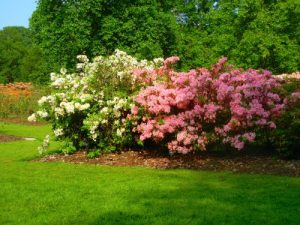 Spring Rhododendron