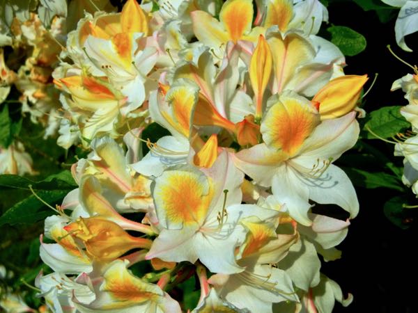 Rhododendron 'Bridesmaid' 