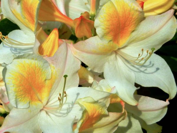 Rhododendron 'Bridesmaid'