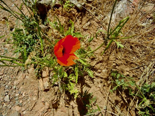 Papaver-rhoeas-2717 | Online Flower Garden Papaver rhoeas