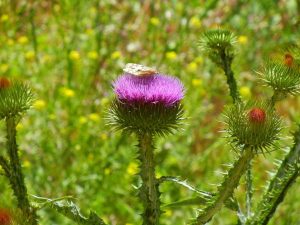 Cirsium vulgare