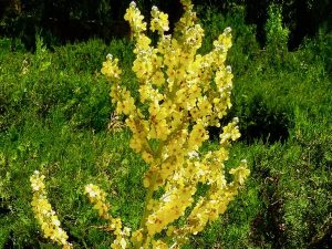 Verbascum pulverulentum